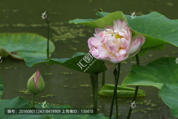 紅蓮花