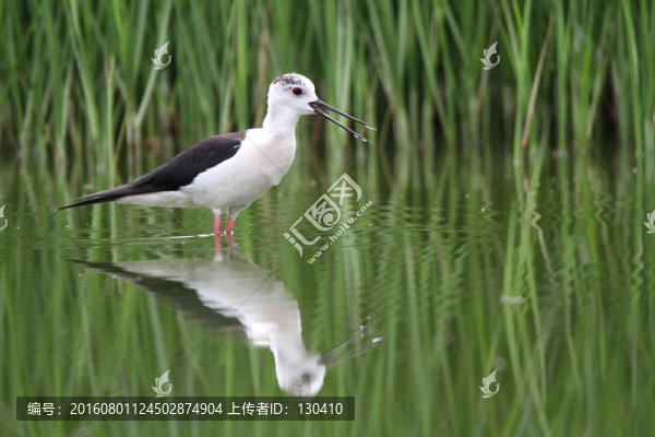 長(zhǎng)腳鷸