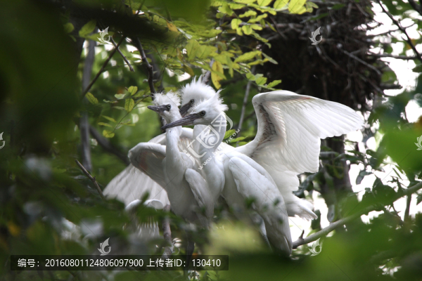 白鷺,幼鳥