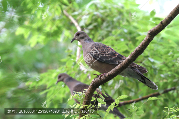 山斑鳩