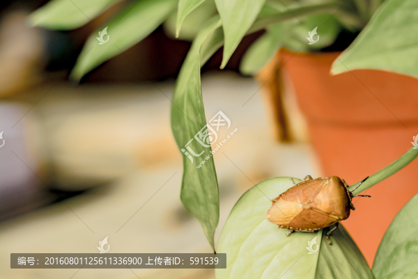 可以食用的打屁蟲屎屁蟲