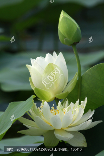 觀賞荷花