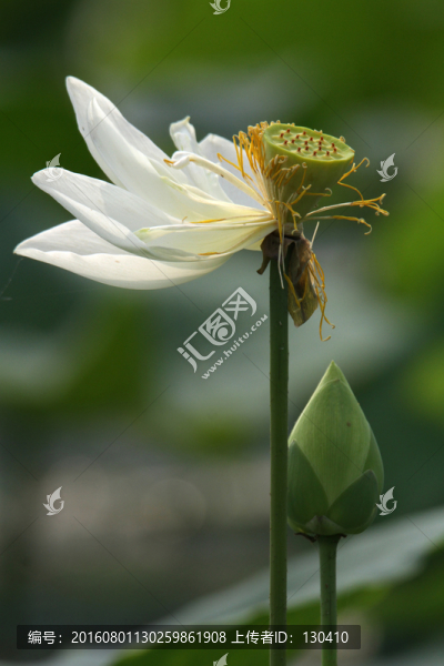 觀賞荷花