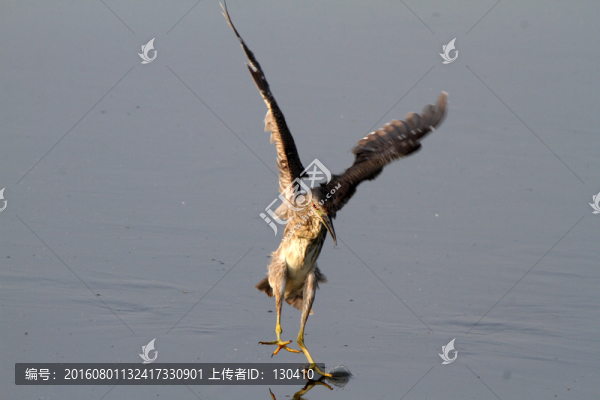 夜鷺