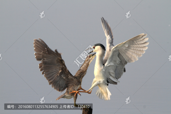 夜鷺