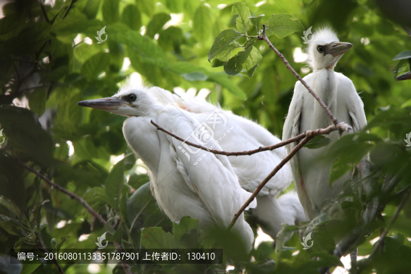 小白鷺,幼鳥