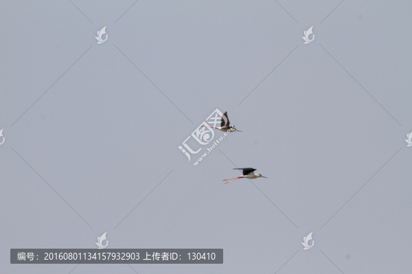黑翅長腳鷸