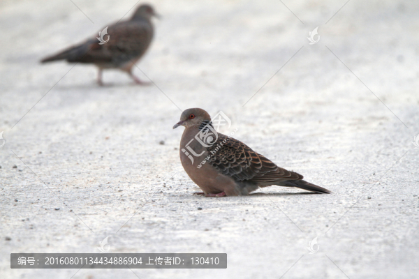 山斑鳩