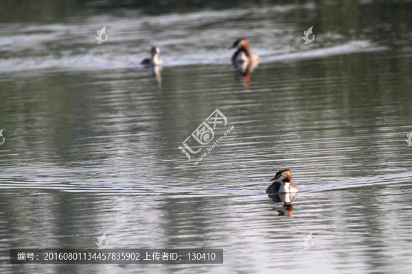 鳳頭??