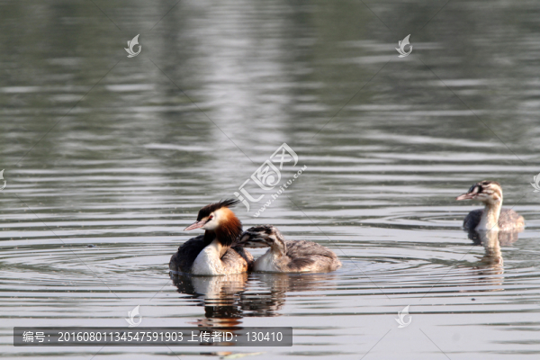 鳳頭??