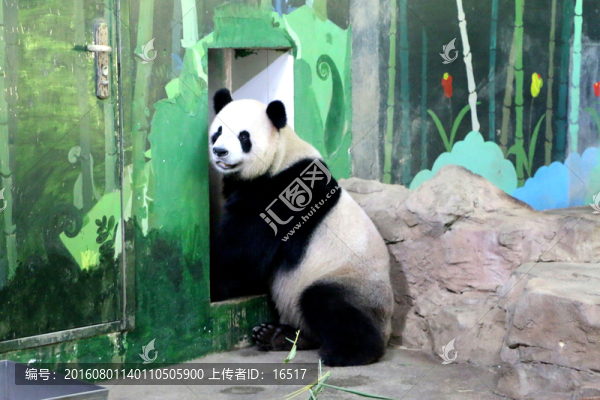 大熊貓
