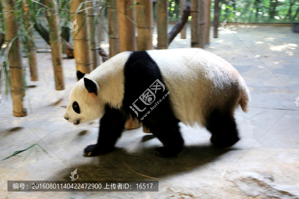 大熊貓
