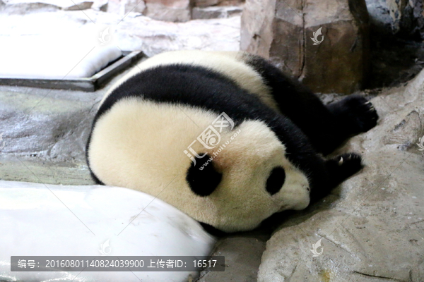 睡覺的大熊貓