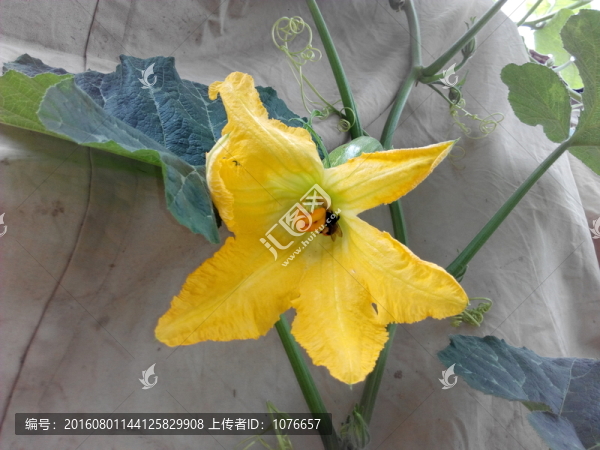 蜜蜂在采南瓜花蜜