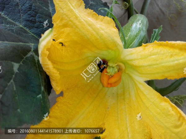 蜜蜂在采南瓜花蜜