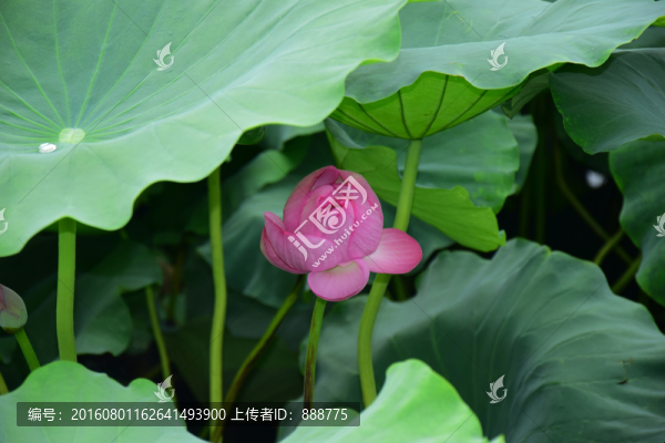 漂亮的荷花攝影圖片