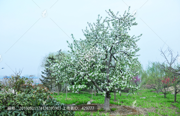 果樹開花,,園林景觀