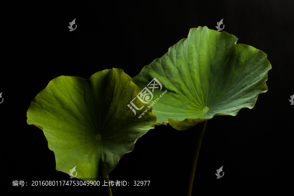荷葉