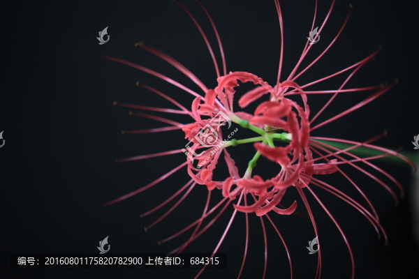 蔓珠莎華