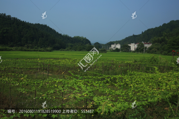 吊瓜地