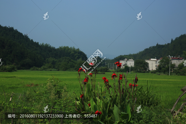 田野