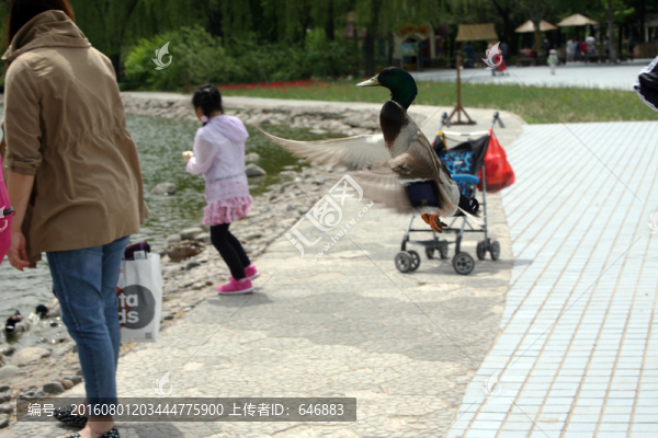 野鴨,飛鳥(niǎo),鴨子,湖水,飛禽