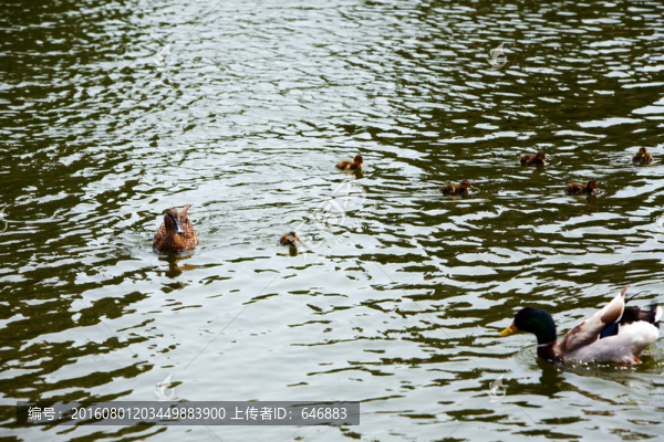 野鴨,飛鳥(niǎo),鴨子,湖水