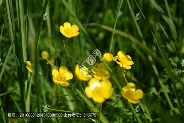 小野花