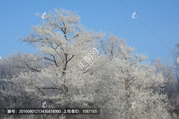 雪松