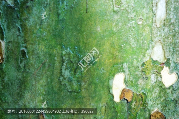 樹皮