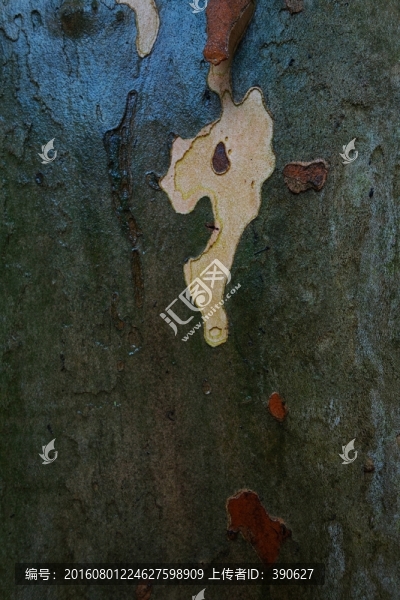 樹皮