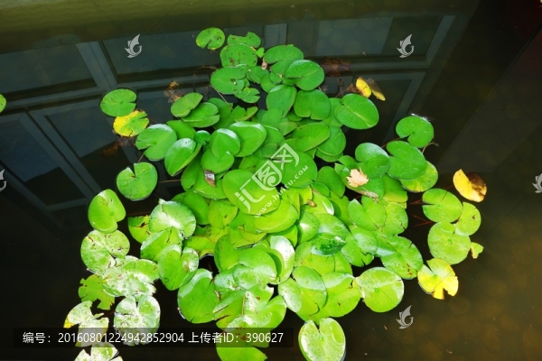 荷花池