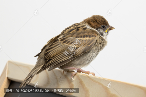 鳥,小鳥