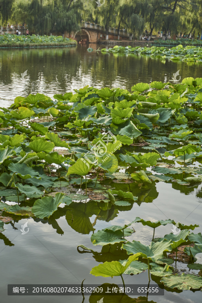 翠湖公園荷葉