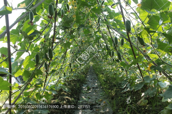 豐收的菜園
