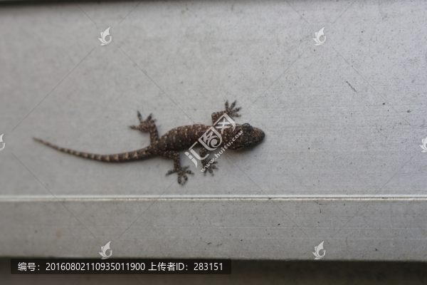 守宮