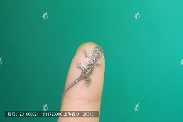 幼小的精靈