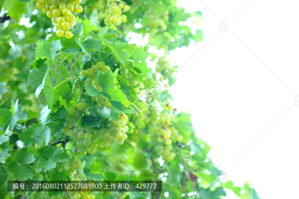 葡萄園,釀酒葡萄,葡萄溝