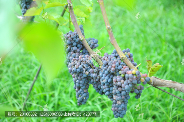 紫色葡萄,葡萄成熟,果園