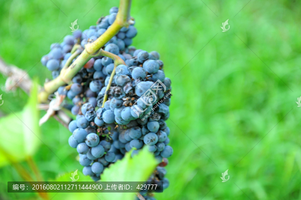 釀酒葡萄,,紫葡萄