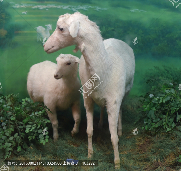 上海科技館的克隆羊標(biāo)本