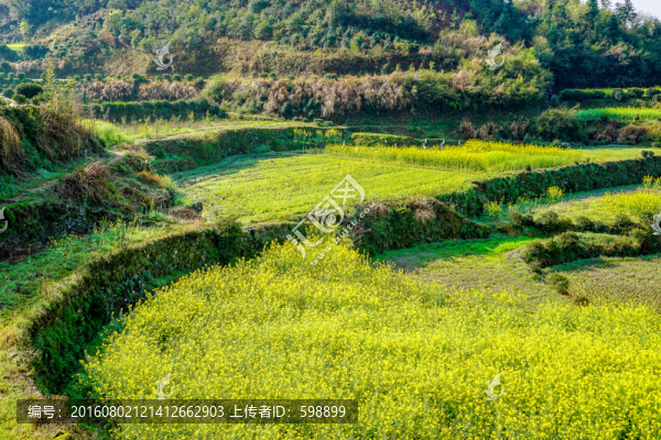 陽光菜花田