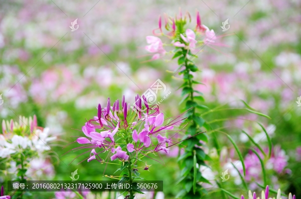 花海