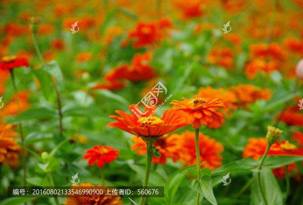 花海