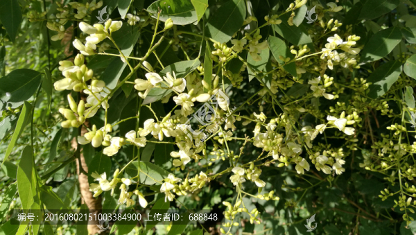 槐花