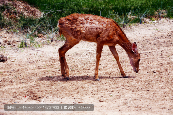 鹿