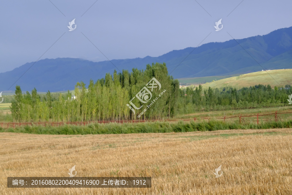 田野