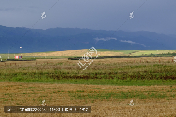 田野