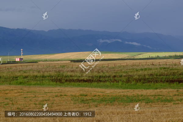 田野