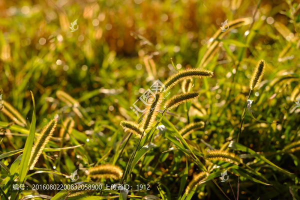 狗尾草